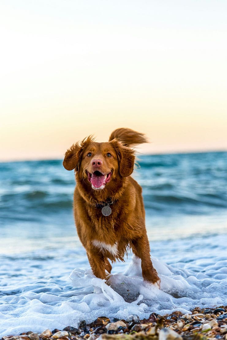 Woods Valldata promotional shot with dog running on edge of the sea