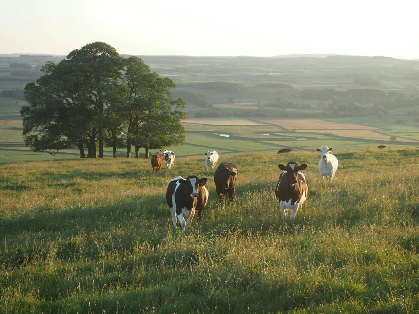 Dairy cows in a pasture